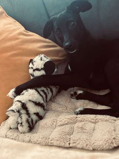 TierschutzhundeStammtisch🐕-Beitrag-Bild