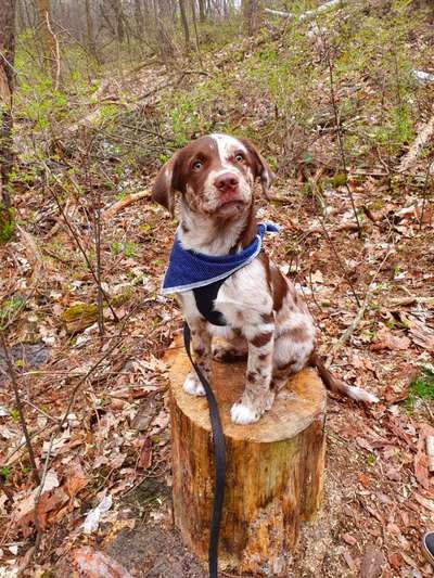 Lieblingsbild von euren Hunden?-Beitrag-Bild