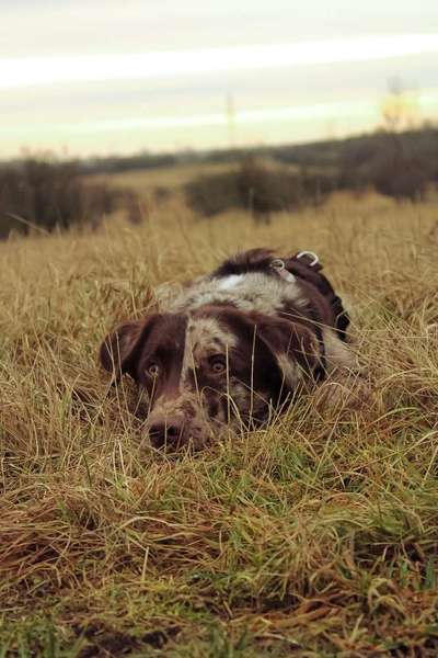 Dogorama Photo Challenge - Tarnung ist alles-Beitrag-Bild