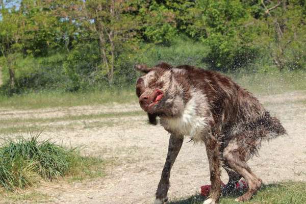 Fotosammlung: ,,Der natürliche Hund" Unbearbeitet, ungestellt und in Natura-Beitrag-Bild
