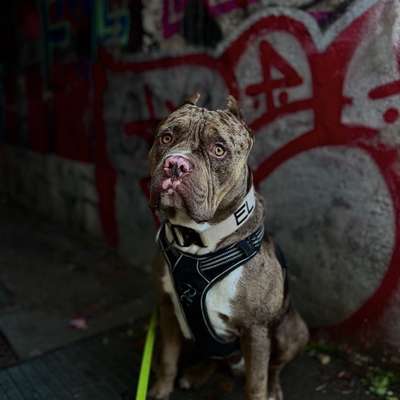 Hundetreffen-Hunde treffen / spielfreunde-Bild