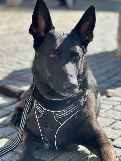 Hundetreffen-Gassitreffen mit Freilauf-Bild
