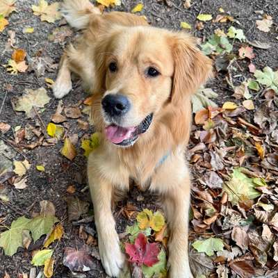 Hundetreffen-Trainingsspaziergänge Region Oftringen-Bild