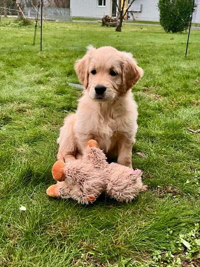 Hundetreffen-Treffen mit souveränen erwachsenen Hunden-Bild