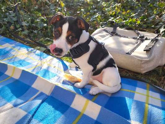 Dansky (Dansk-Svensk Gårdshund)-Beitrag-Bild