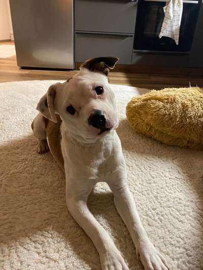 Dogorama Photo Challenge - Portrait-Beitrag-Bild