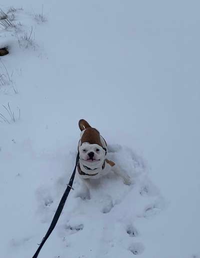 Fotosammlung: ,,Der natürliche Hund" Unbearbeitet, ungestellt und in Natura-Beitrag-Bild
