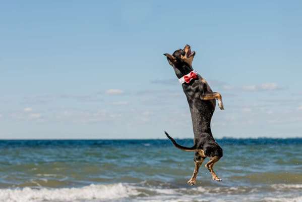 Wie sitzt mein Maulkorb / Maulkorb-Beratung-Beitrag-Bild