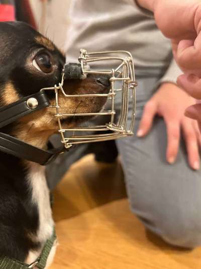 Wie sitzt mein Maulkorb / Maulkorb-Beratung-Beitrag-Bild