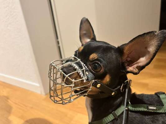 Wie sitzt mein Maulkorb / Maulkorb-Beratung-Beitrag-Bild