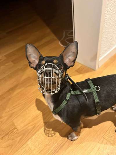 Wie sitzt mein Maulkorb / Maulkorb-Beratung-Beitrag-Bild