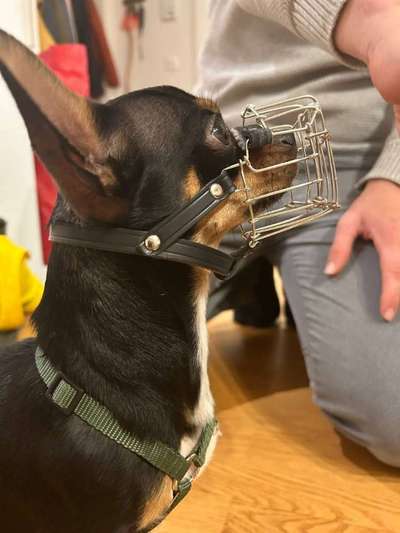 Wie sitzt mein Maulkorb / Maulkorb-Beratung-Beitrag-Bild