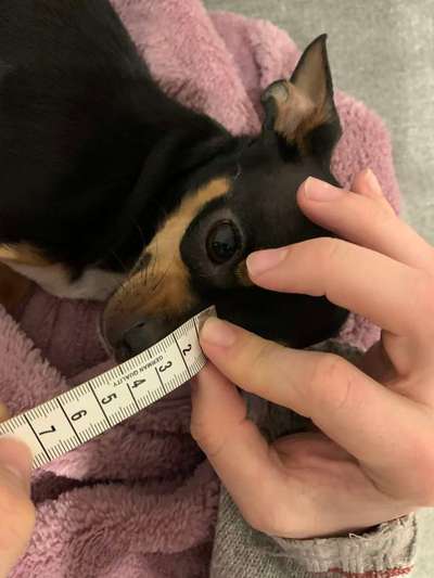 Wie sitzt mein Maulkorb / Maulkorb-Beratung-Beitrag-Bild