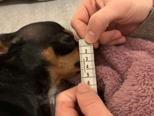 Wie sitzt mein Maulkorb / Maulkorb-Beratung-Beitrag-Bild