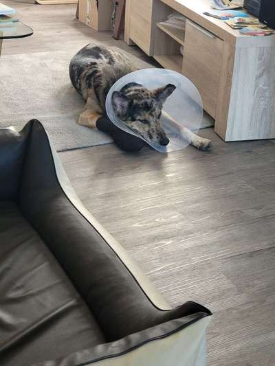 Windhunde - Treffen der besonderen Schönheiten
HERZLICH WILLKOMMEN-Beitrag-Bild