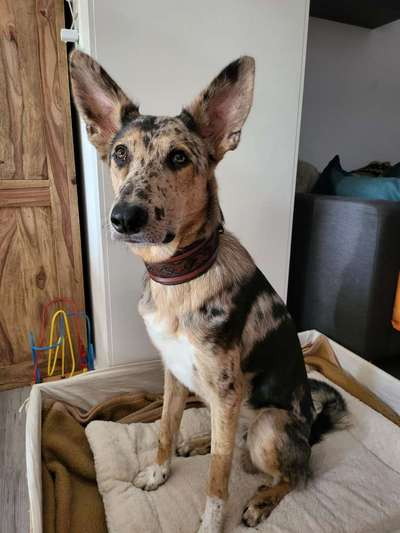 Windhunde - Treffen der besonderen Schönheiten
HERZLICH WILLKOMMEN-Beitrag-Bild