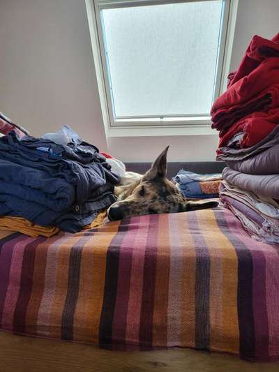 Windhunde - Treffen der besonderen Schönheiten
HERZLICH WILLKOMMEN-Beitrag-Bild