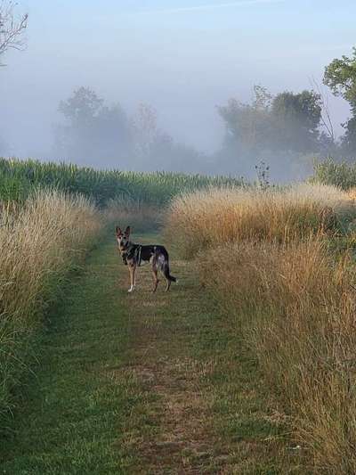 Windhunde - Treffen der besonderen Schönheiten
HERZLICH WILLKOMMEN-Beitrag-Bild