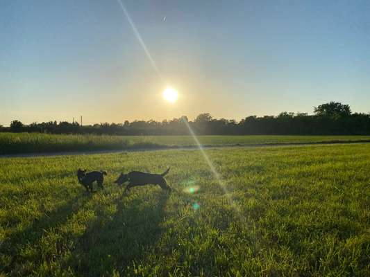 Die Dogorama Wochen Challenge-Beitrag-Bild