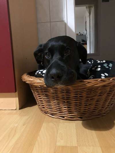 Insektenstich beim Hund-Beitrag-Bild