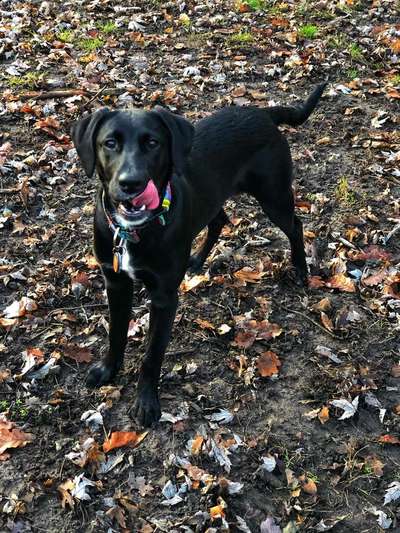 Mischlinge - die beste Rasse die es gibt-Beitrag-Bild