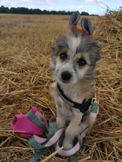 Welpen Bilder !-Beitrag-Bild