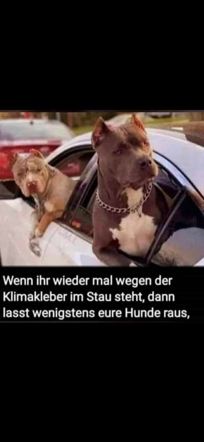 Hunde Memes-Beitrag-Bild