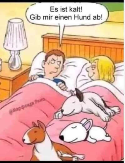 Hunde Memes-Beitrag-Bild