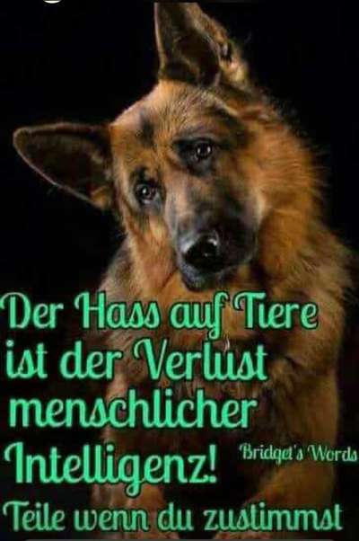 Hunde Memes-Beitrag-Bild