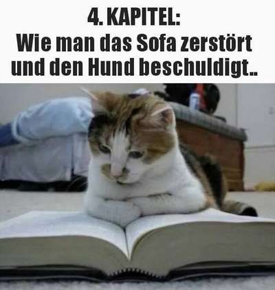 Hunde Memes-Beitrag-Bild