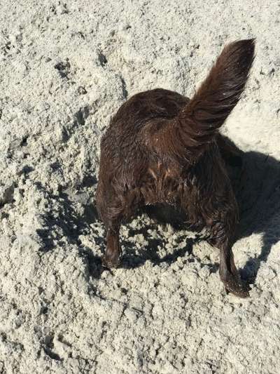 Zeigt mir die tollste Nahaufnahme von eurer Fellnase-Beitrag-Bild