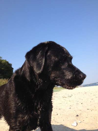 Black dogs are beautiful-Beitrag-Bild