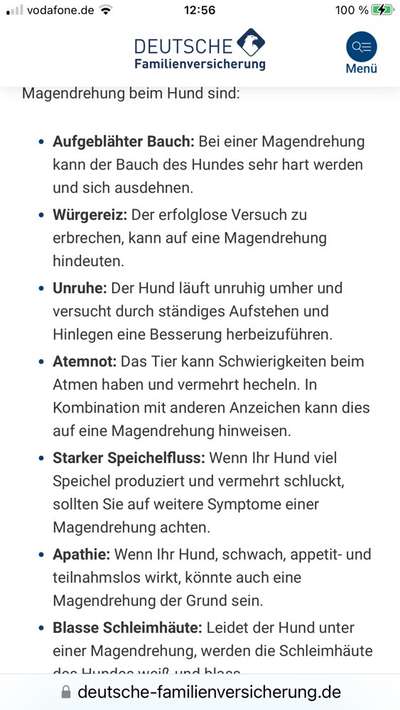 Labrador 6 Monate hat aufgeblähten Bauch-Beitrag-Bild