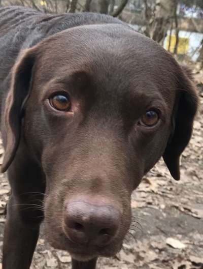 Labradorfans-Beitrag-Bild