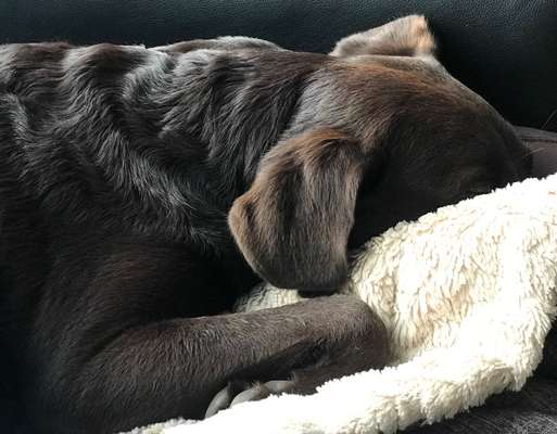 Dogorama Photo Challenge - Tarnung ist alles-Beitrag-Bild