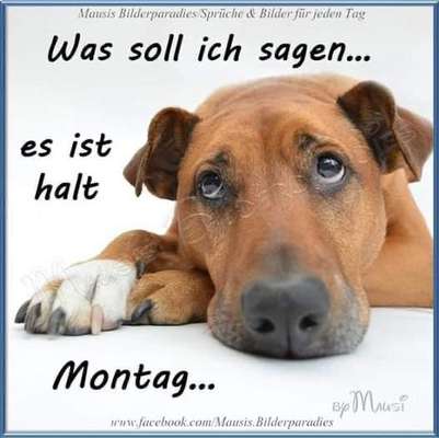 Hunde Memes-Beitrag-Bild