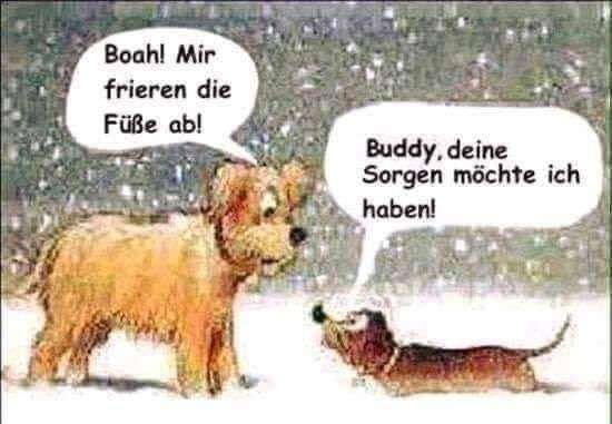 Hunde Memes-Beitrag-Bild
