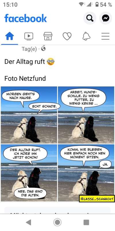 Hunde Memes-Beitrag-Bild