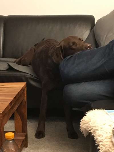 Ungewöhnliche Schlafposition - wie schlafen eure Hunde?-Beitrag-Bild