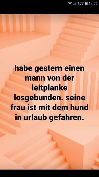 Hunde Memes-Beitrag-Bild