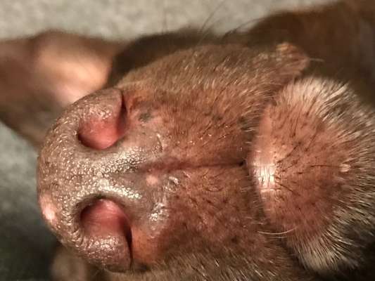 Zeigt her eure Hundenasen-Beitrag-Bild