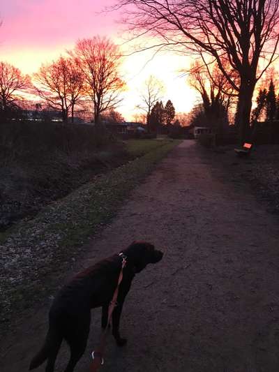Die wunderschöne Welt mit Hund.-Beitrag-Bild