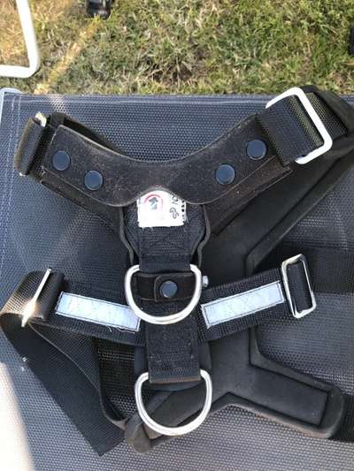 Hund auf Rückbank in Hundebox?-Beitrag-Bild