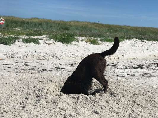 143. Fotochallenge: Ja, wo isser denn?-Beitrag-Bild