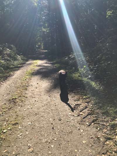Die wunderschöne Welt mit Hund.-Beitrag-Bild