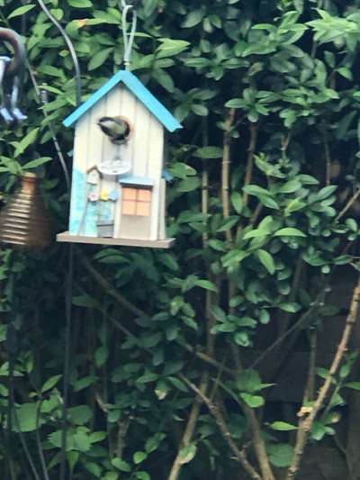 Die wunderschöne Welt mit Hund.-Beitrag-Bild