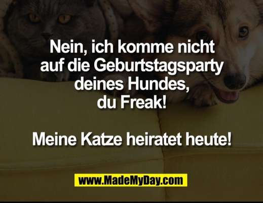 Hunde Memes-Beitrag-Bild