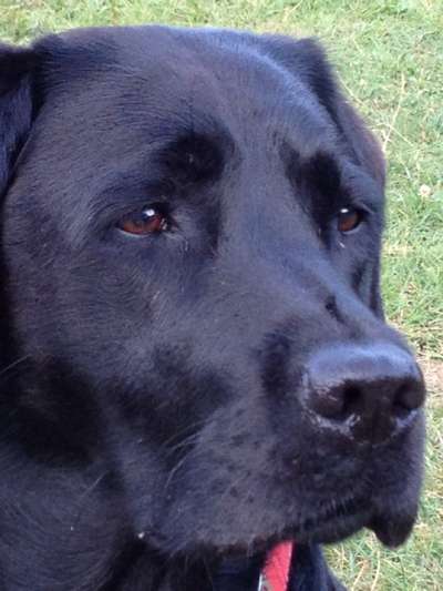 Black dogs are beautiful-Beitrag-Bild