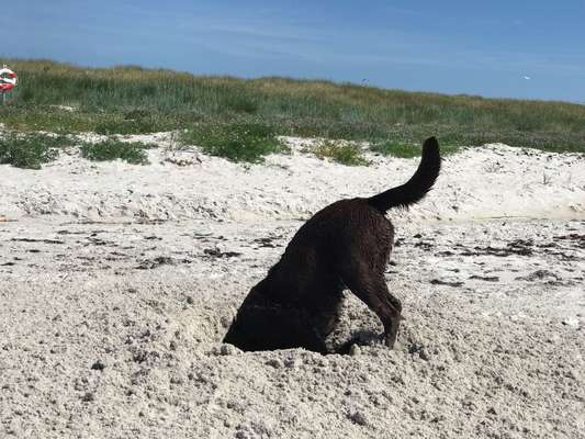 Dogorama Photo Challenge - Buddeln-Beitrag-Bild