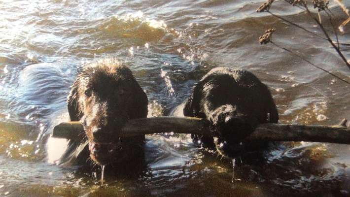 BIG LOVE :) mit 2 Hunden❣️-Beitrag-Bild